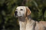 LABRADOR 928